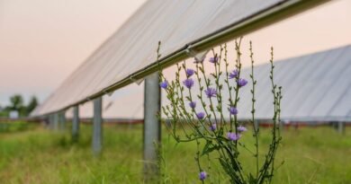 Pollinator Friendly Solar Farm GO-IBR
