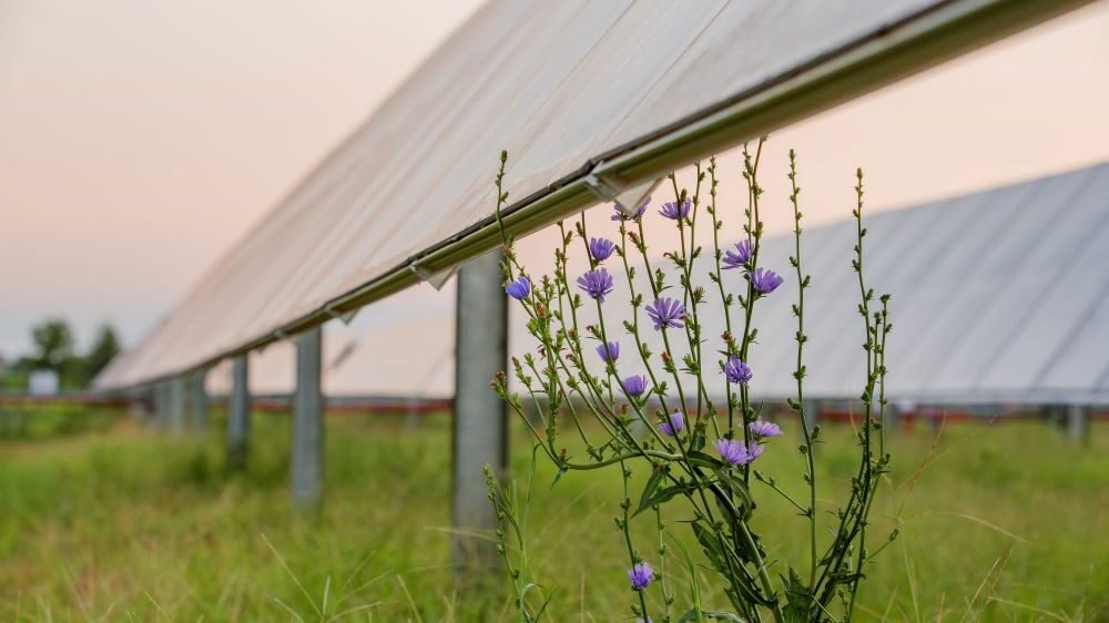 Pollinator Friendly Solar Farm GO-IBR